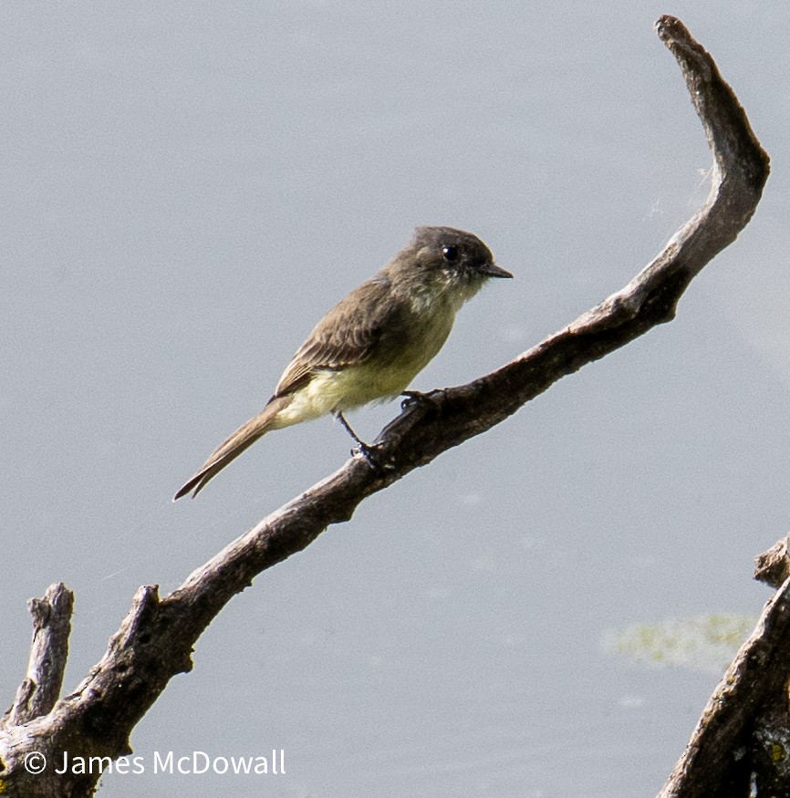 Eastern Phoebe - ML642391089