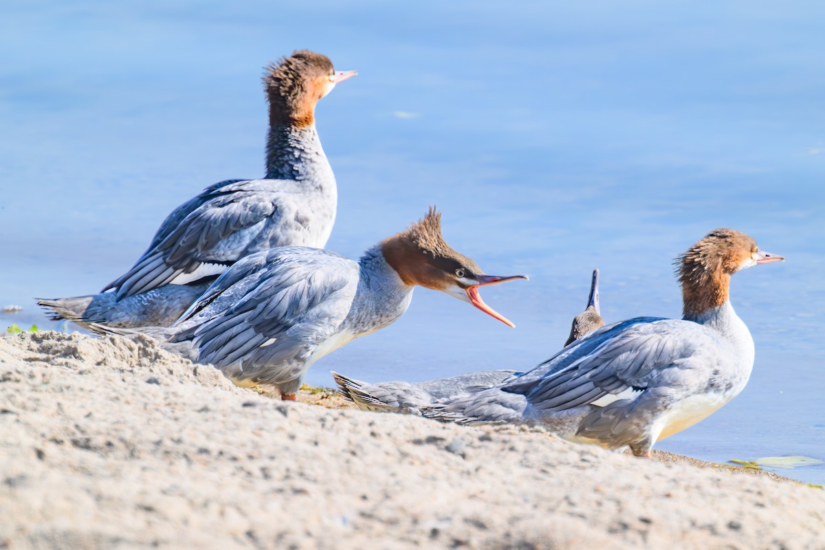 morčák velký - ML642391090