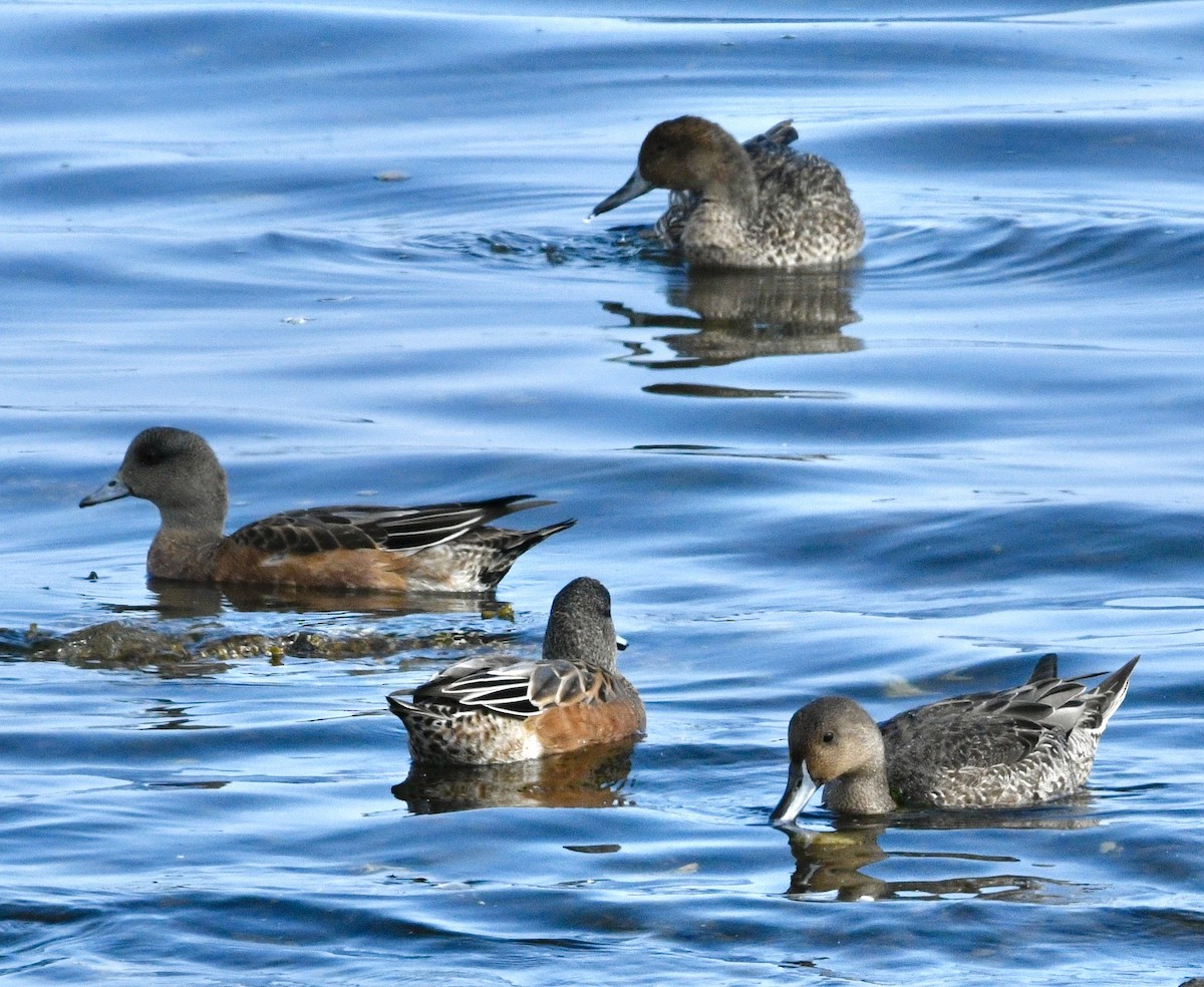 American Wigeon - ML642391091