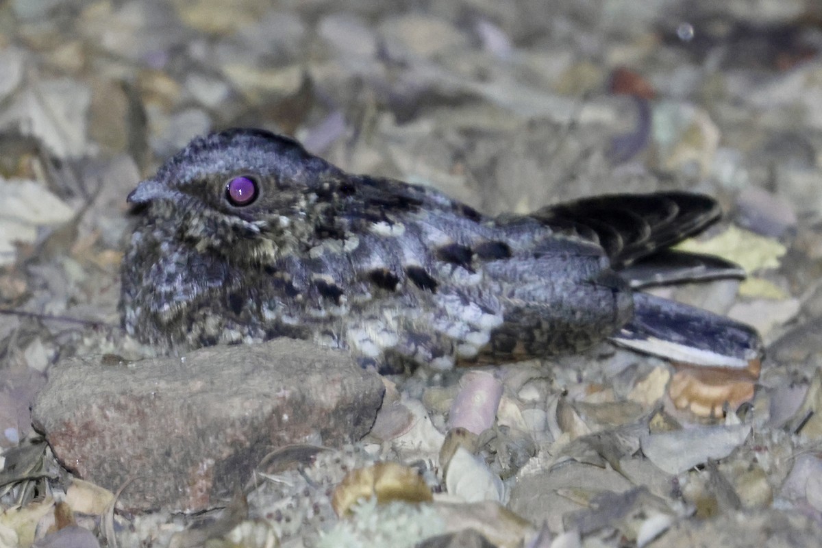 Fiery-necked Nightjar - ML642391100