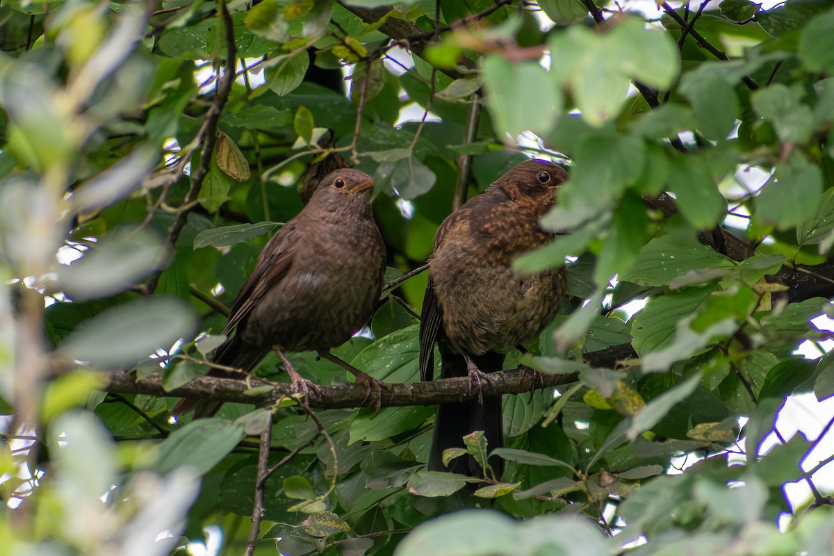 svarttrost - ML642391134