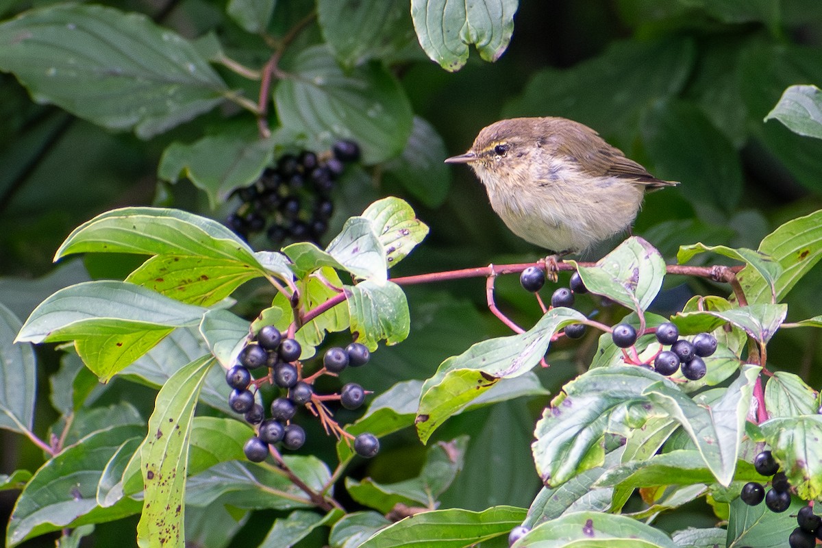 gransanger - ML642391141