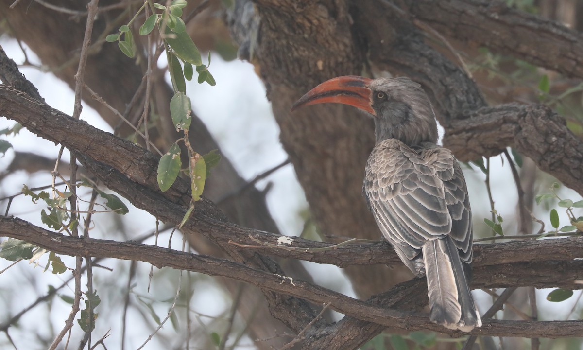 Bradfield's Hornbill - ML642391142