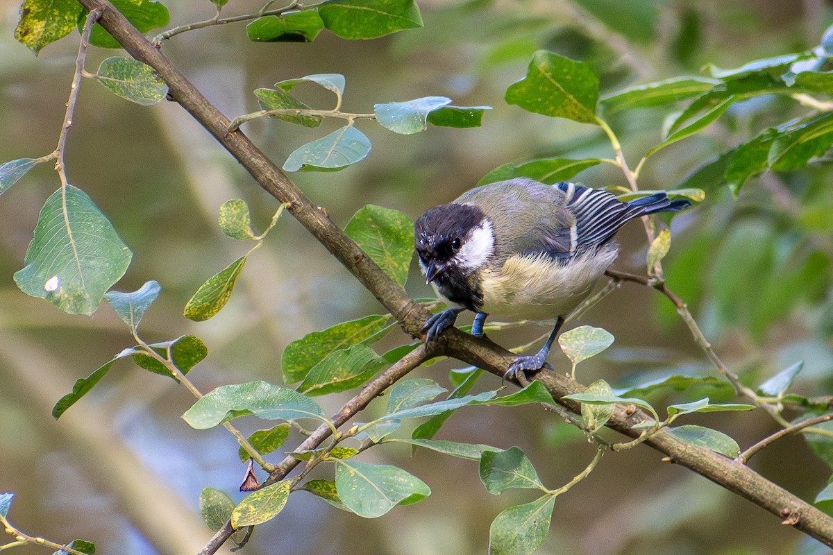 kjøttmeis - ML642391172