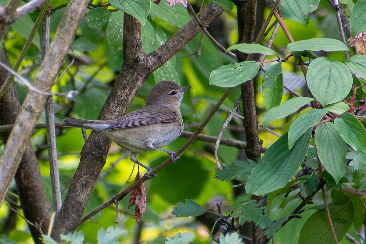 hagesanger - ML642391178