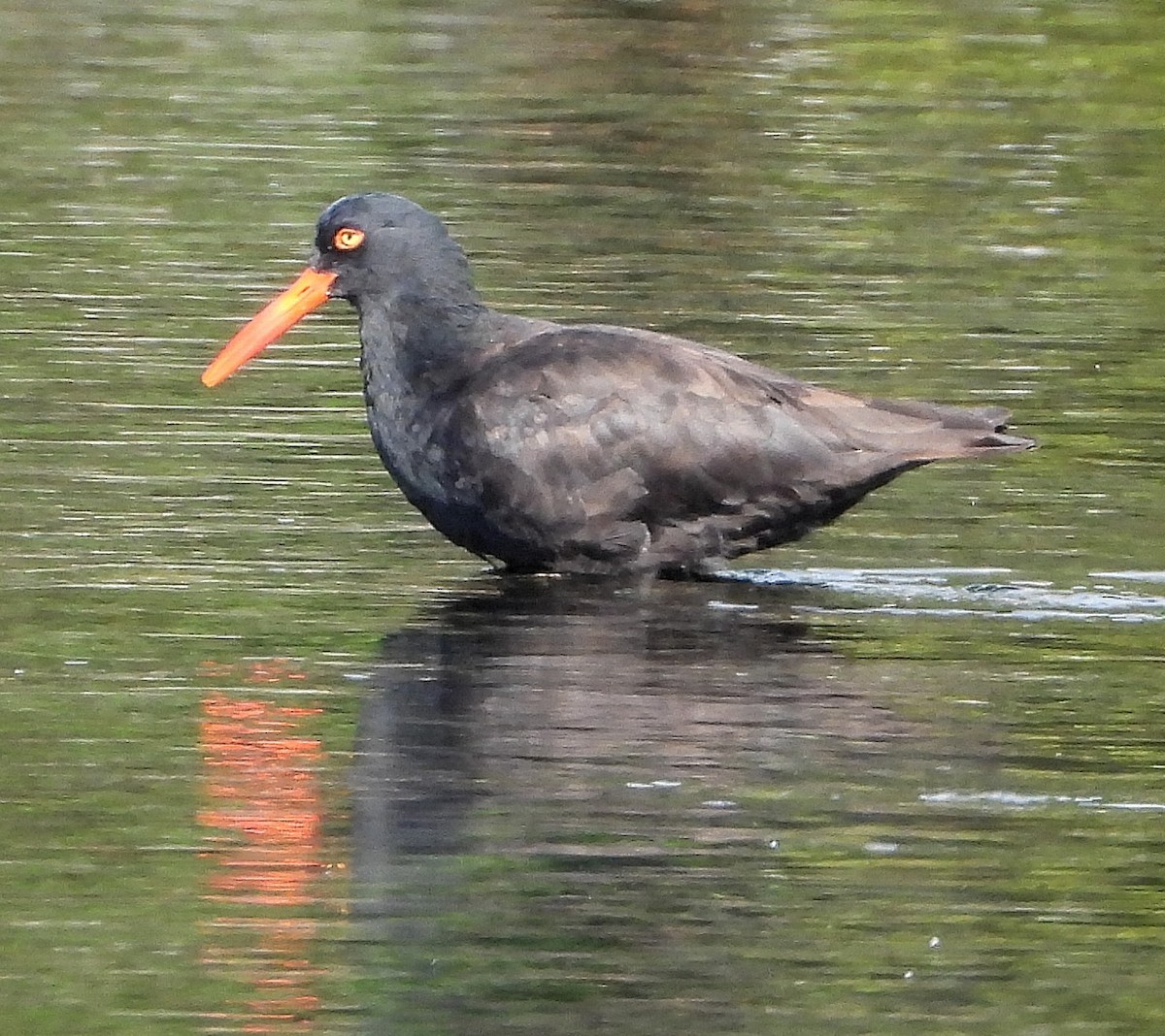 Black Oystercatcher - ML642391183
