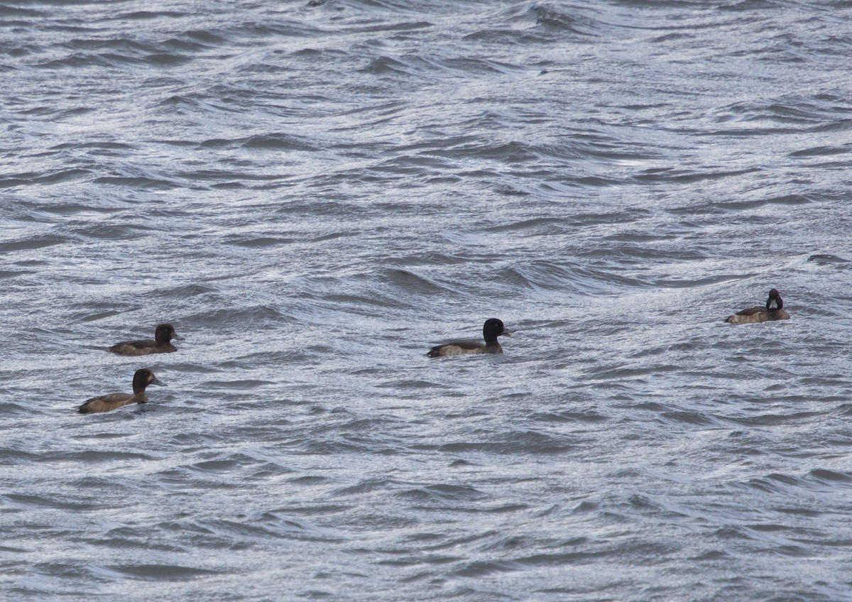 Greater Scaup - ML642391185