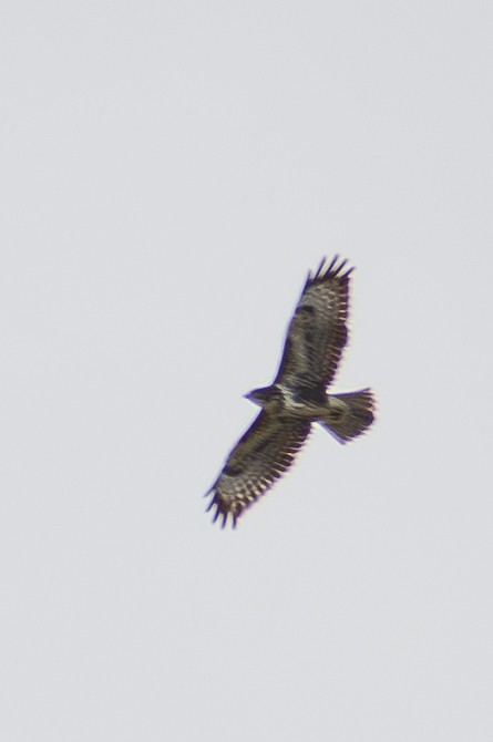 musvåk - ML642391193