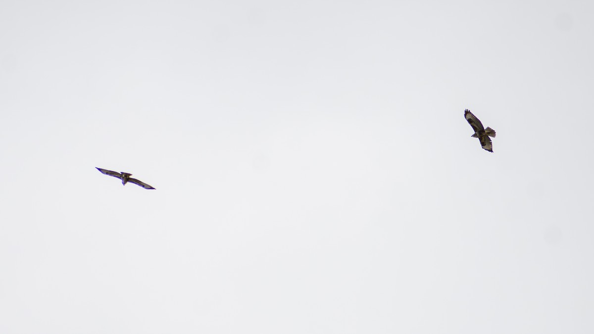 musvåk - ML642391195