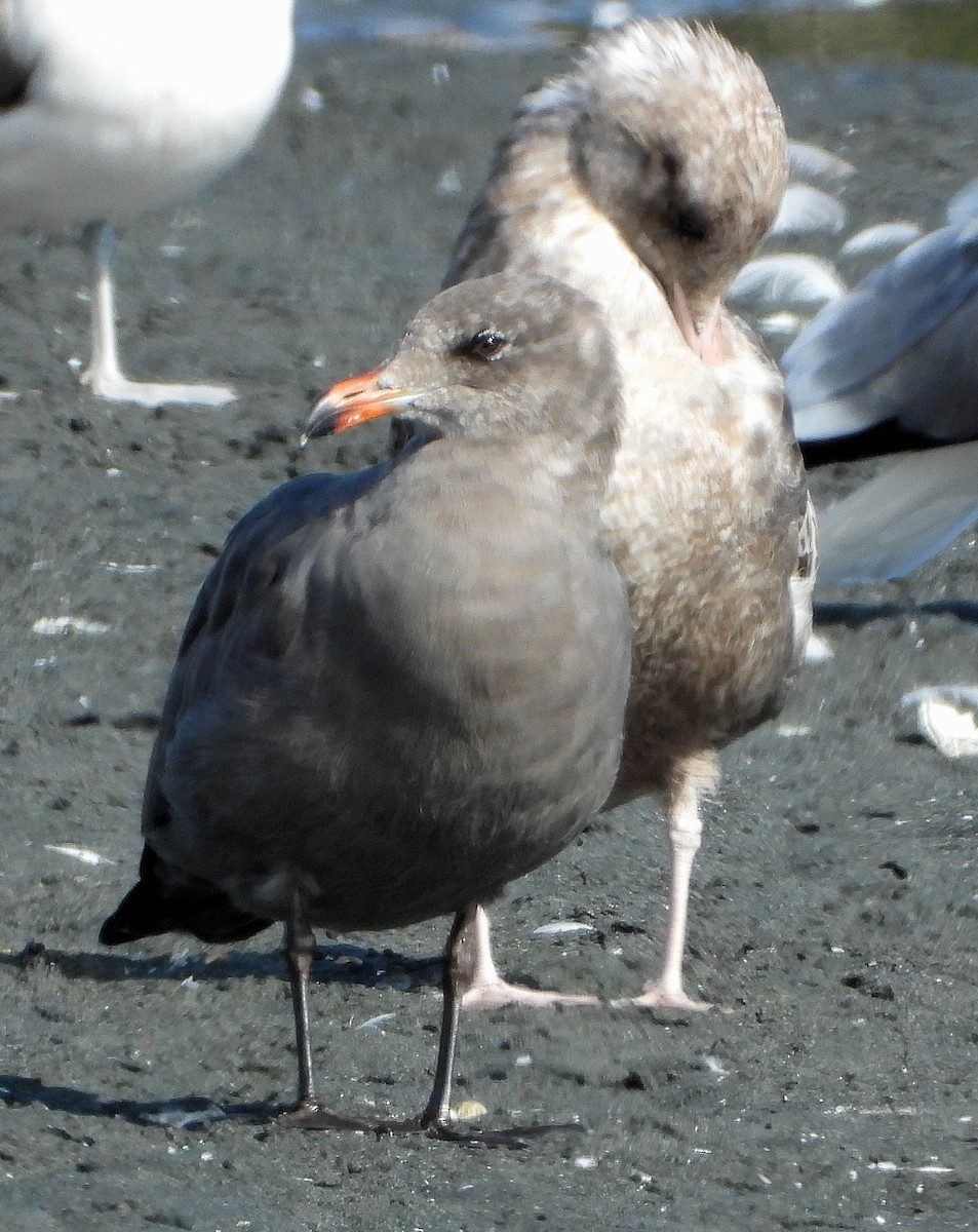 Heermann's Gull - ML642391197