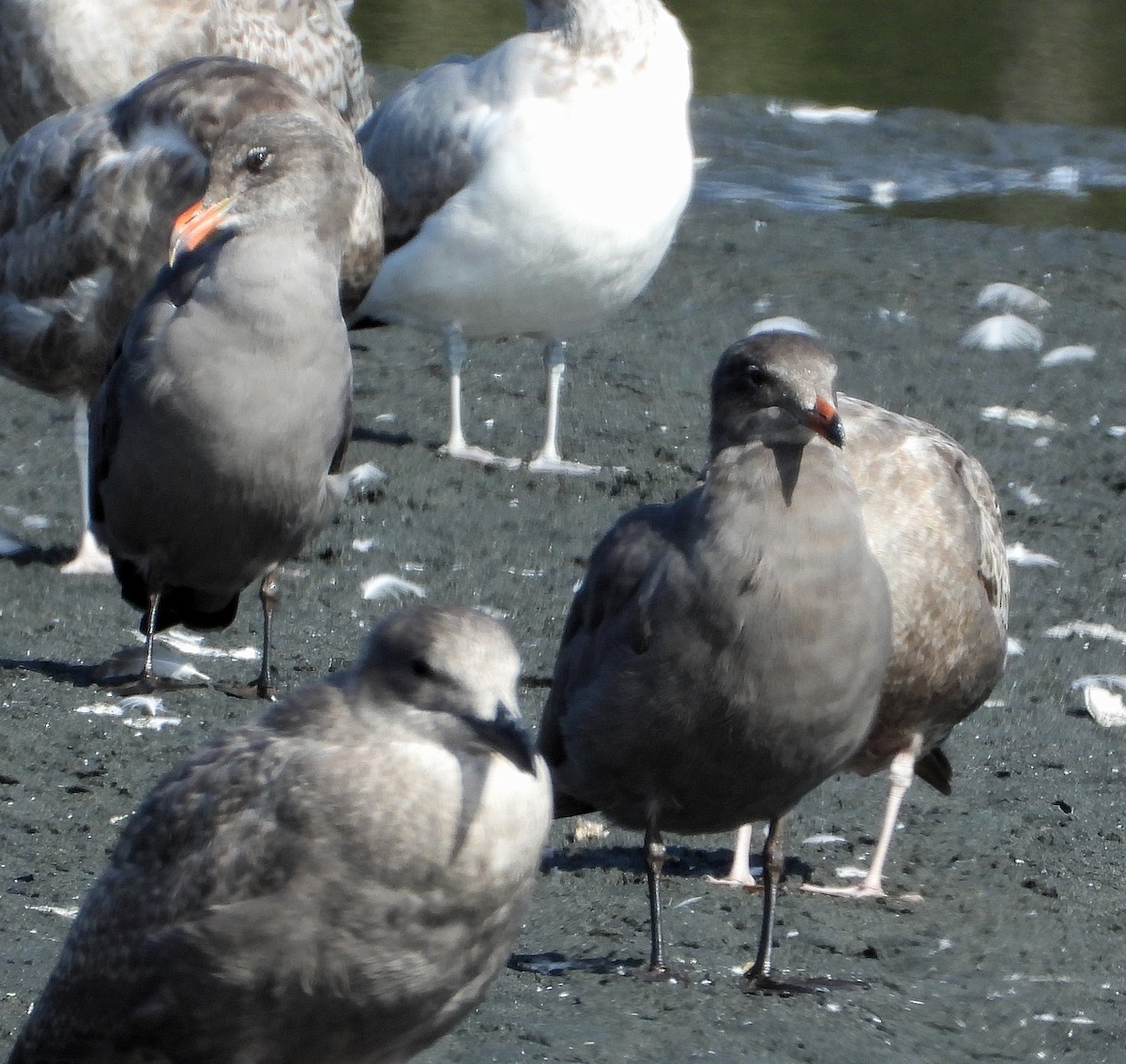 Heermann's Gull - ML642391198