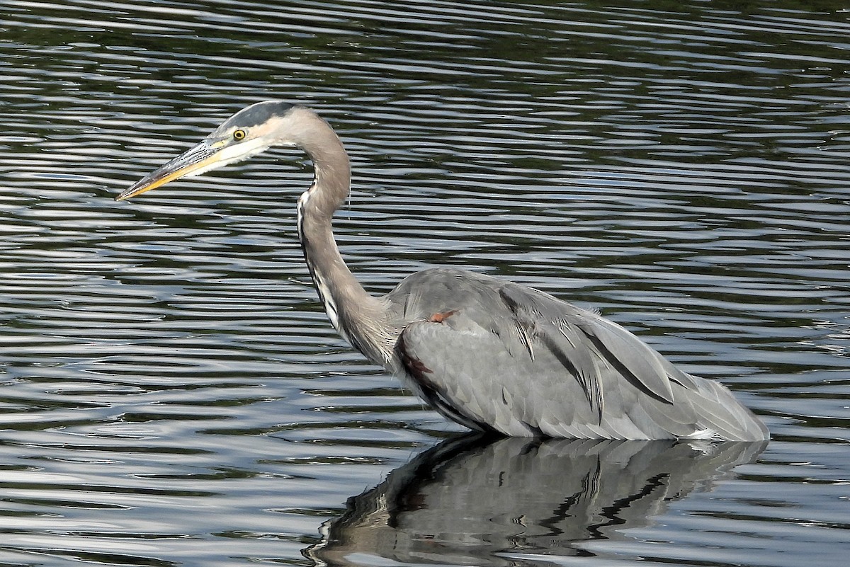 Great Blue Heron - ML642391210