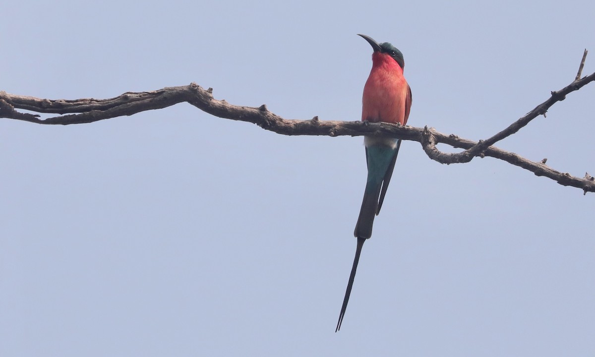 Southern Carmine Bee-eater - ML642391212