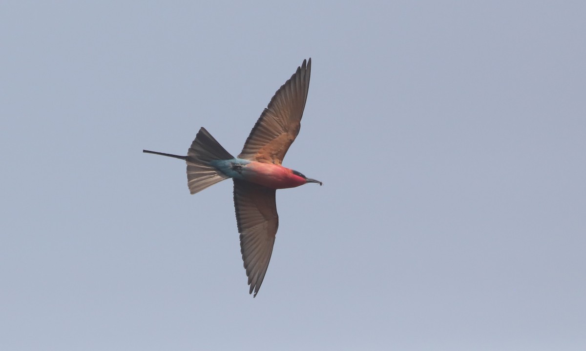 Southern Carmine Bee-eater - ML642391213