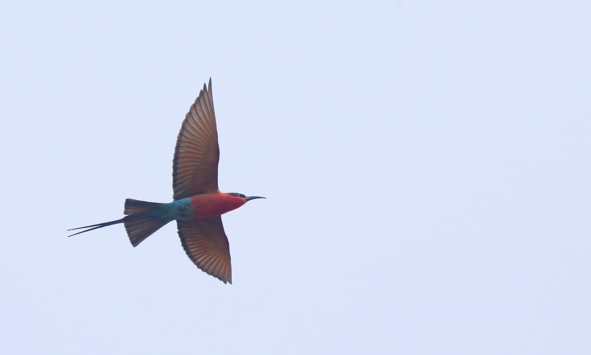 Southern Carmine Bee-eater - ML642391214