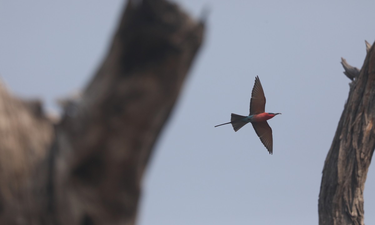 Southern Carmine Bee-eater - ML642391215
