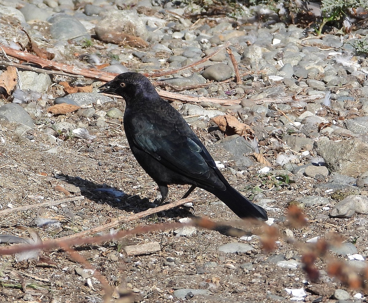 Brewer's Blackbird - ML642391233