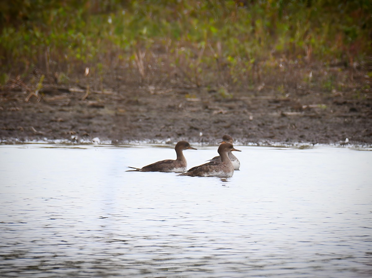 Hooded Merganser - ML642391276