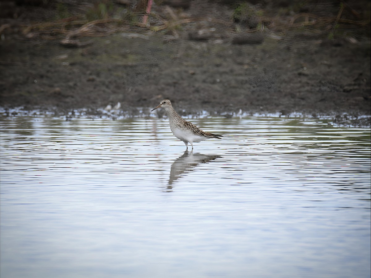 Pectoral Sandpiper - ML642391283