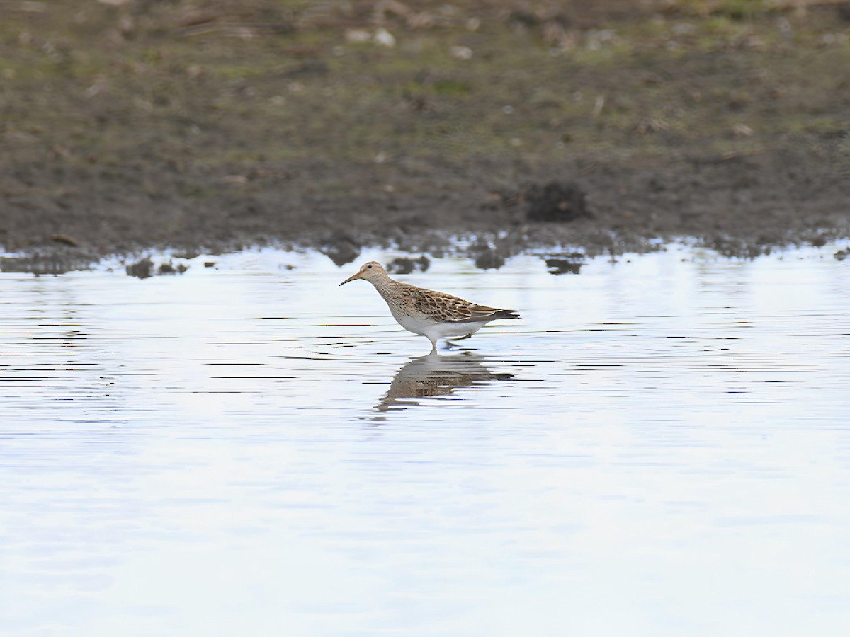Pectoral Sandpiper - ML642391284