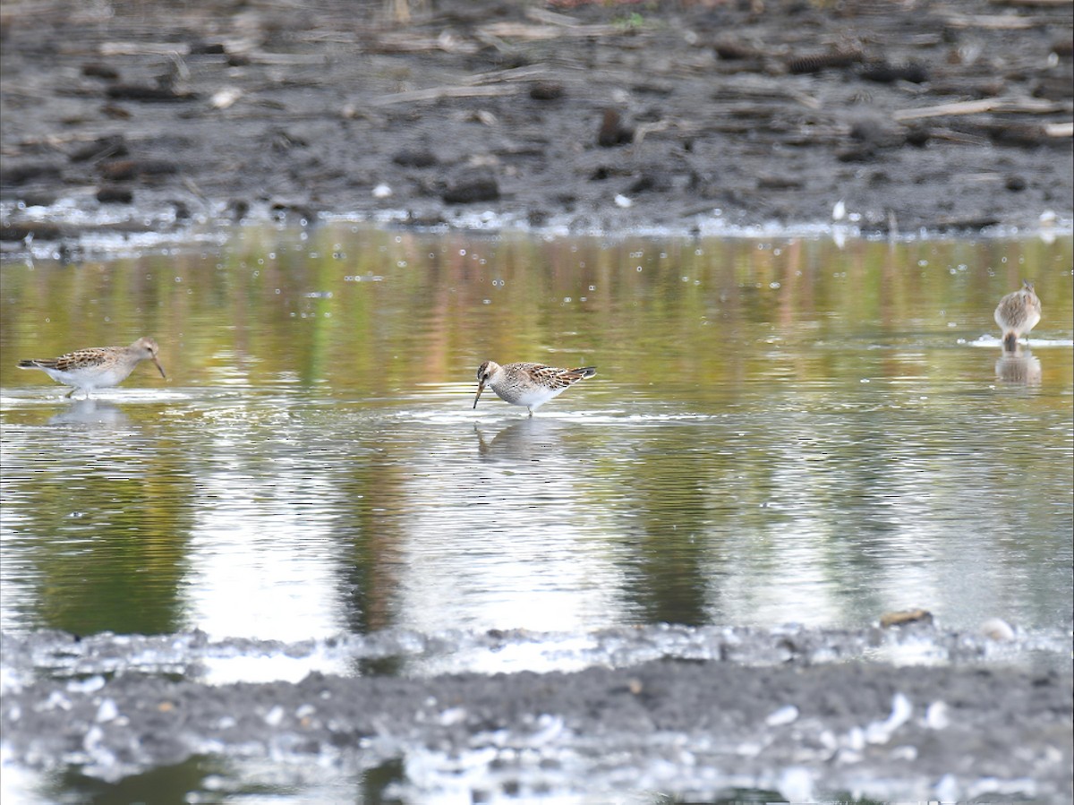 Pectoral Sandpiper - ML642391286