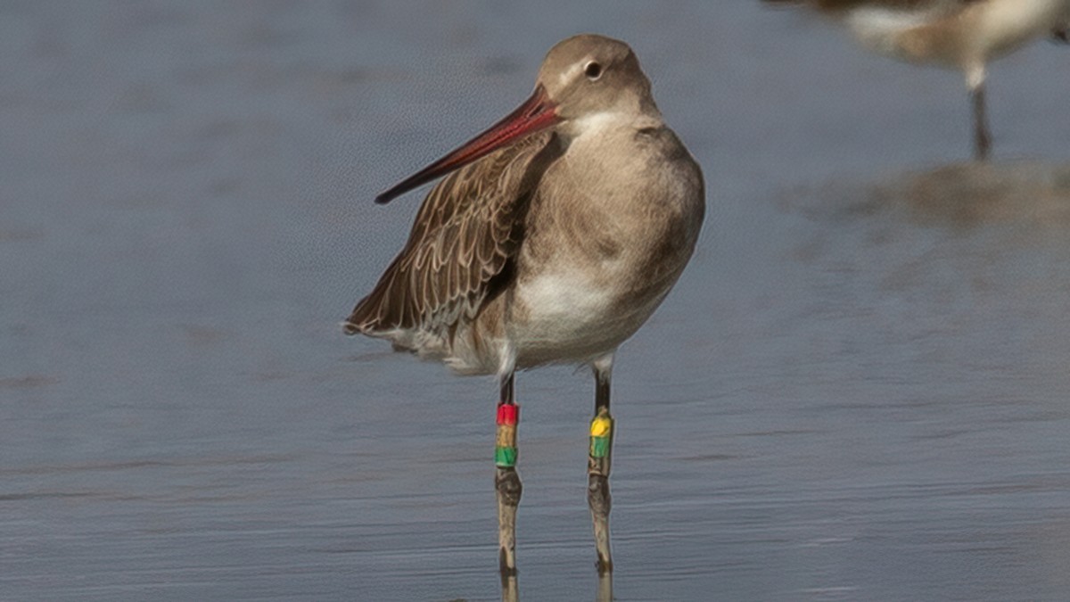 Black-tailed Godwit - ML642391287