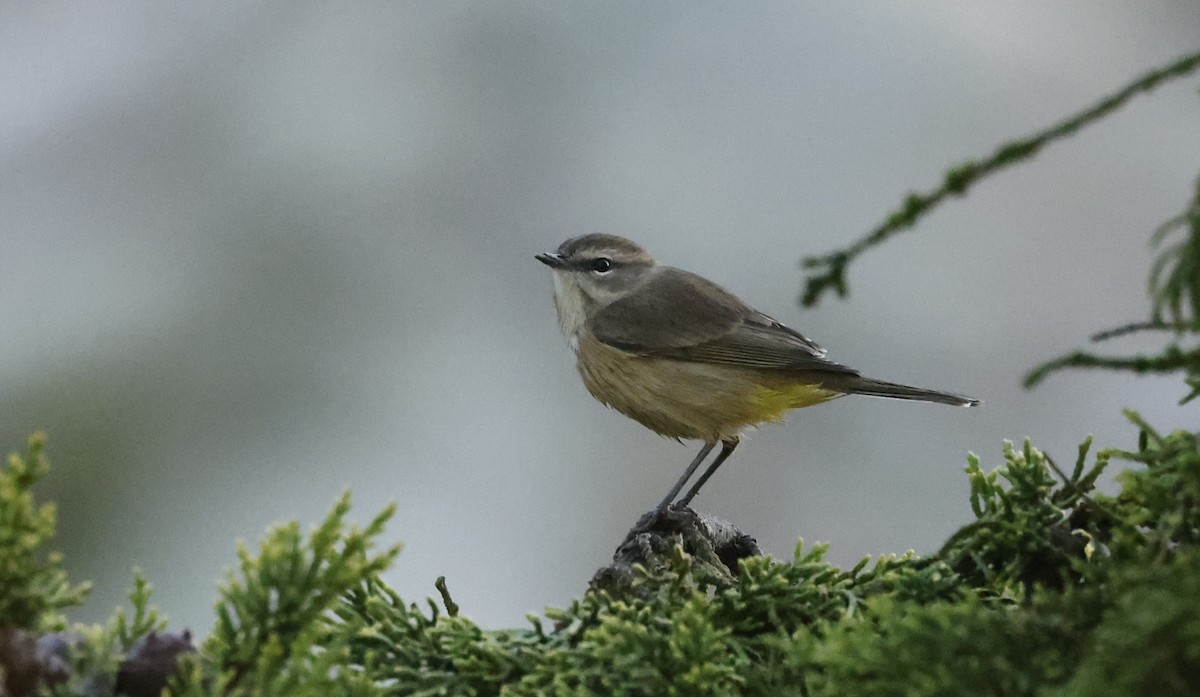 Palm Warbler (Western) - ML642391288