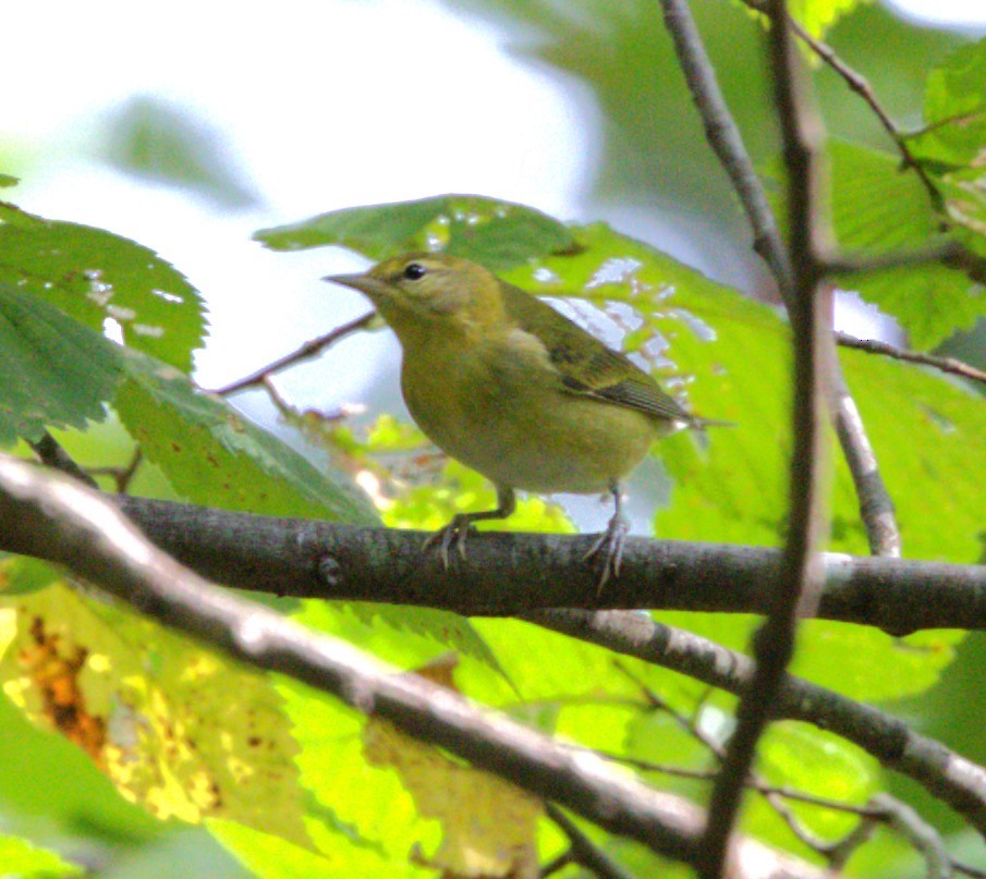 Tennessee Warbler - ML642391291