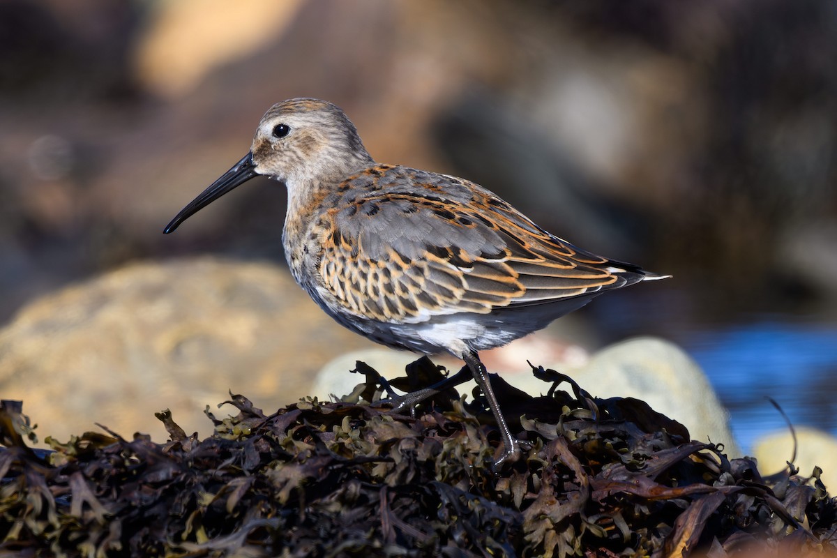Dunlin - ML642391292
