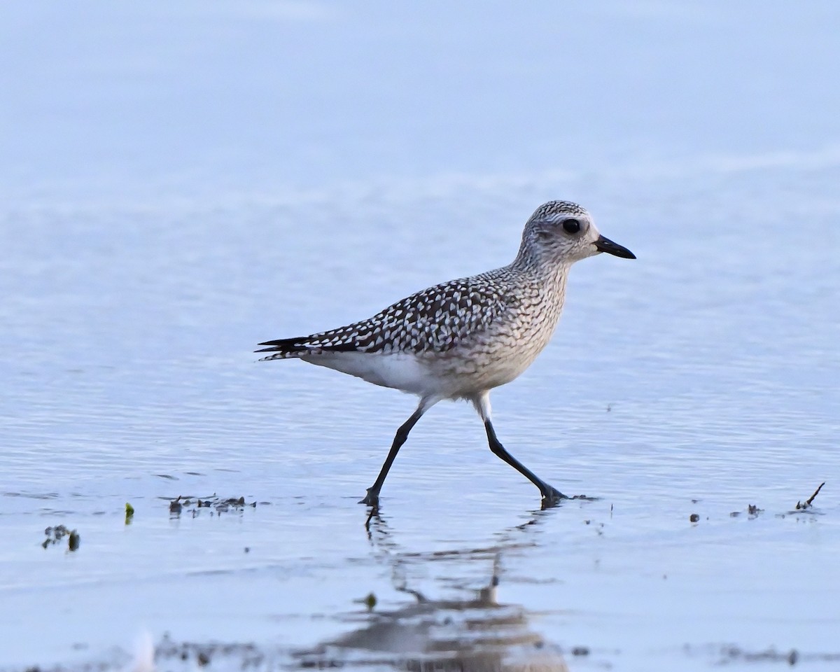 Black-bellied Plover - ML642391293