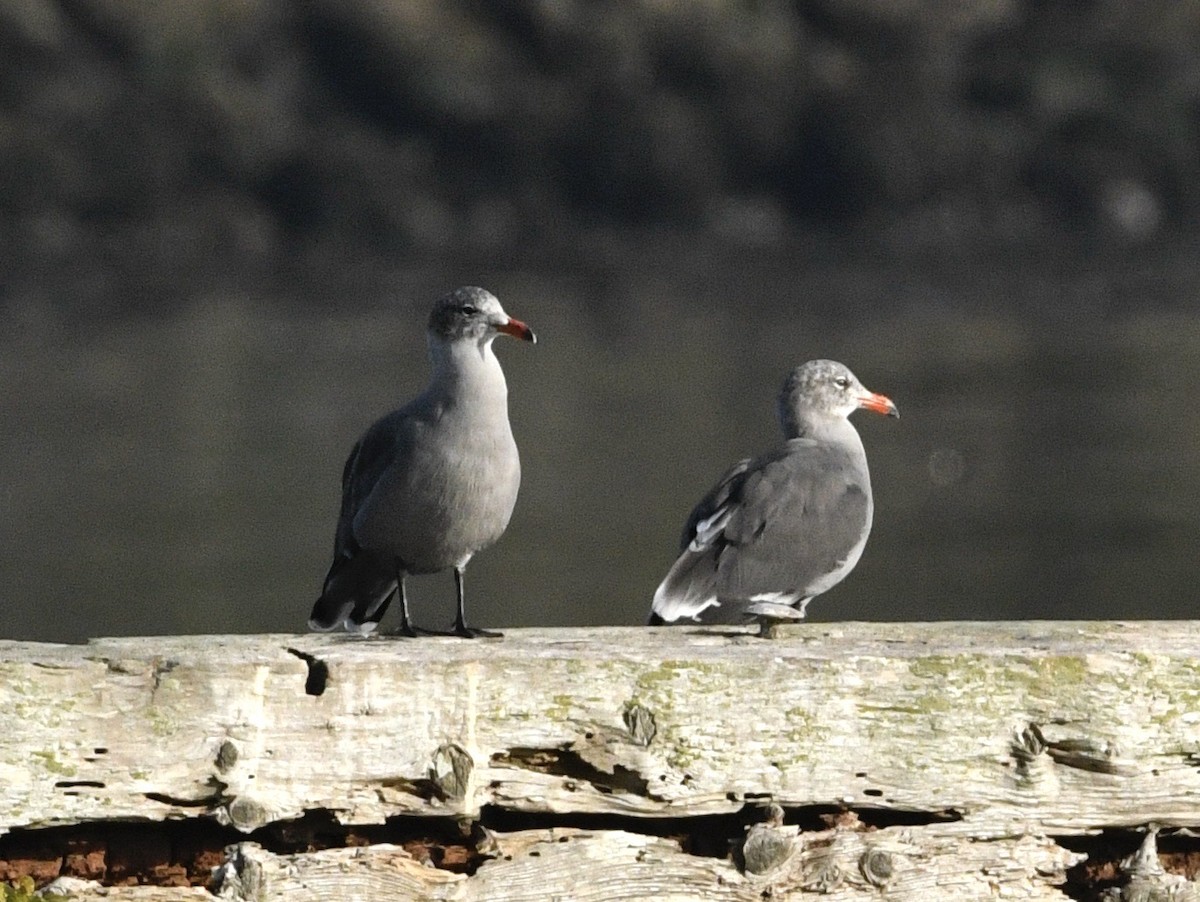 Heermann's Gull - ML642391294