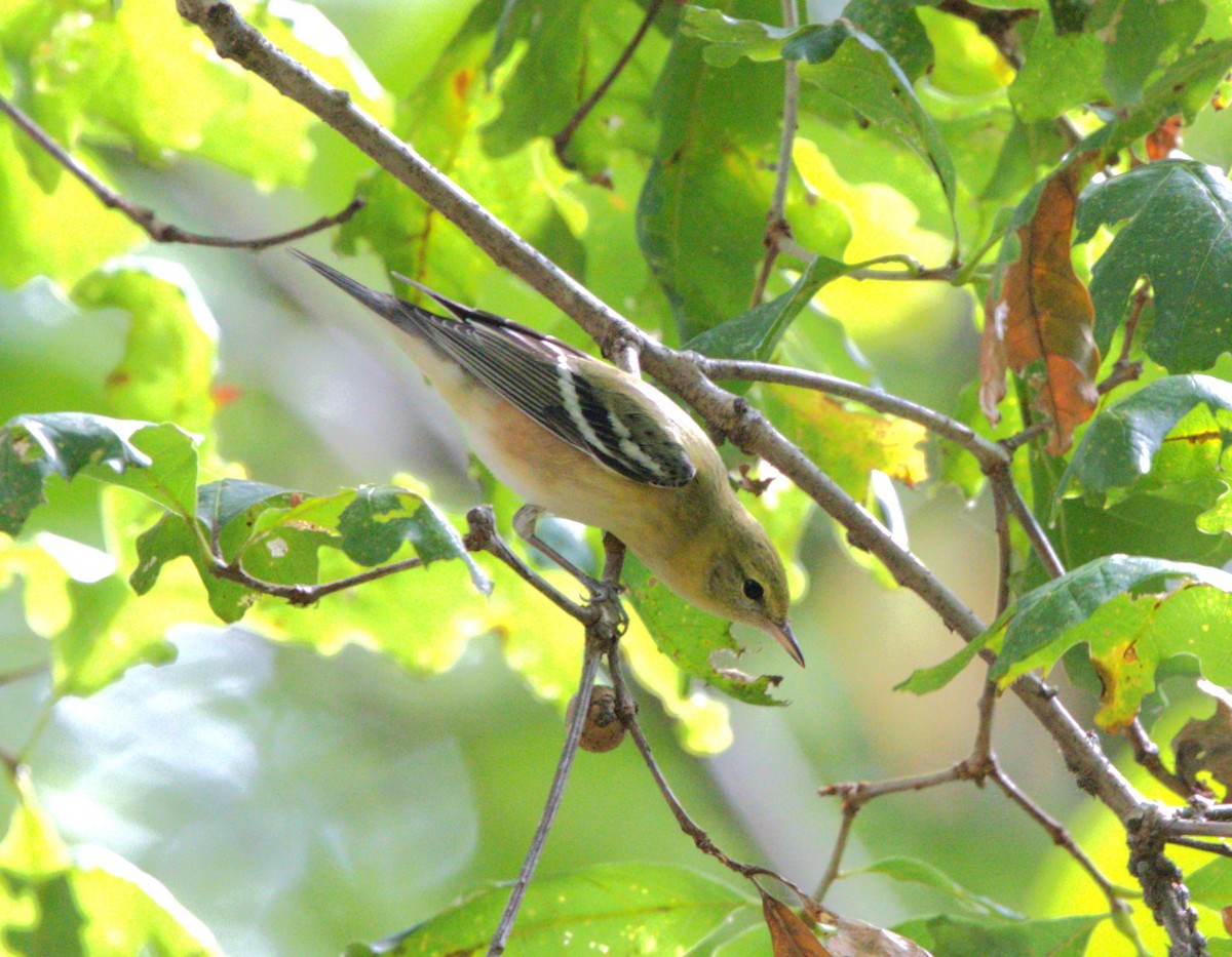Bay-breasted Warbler - ML642391296