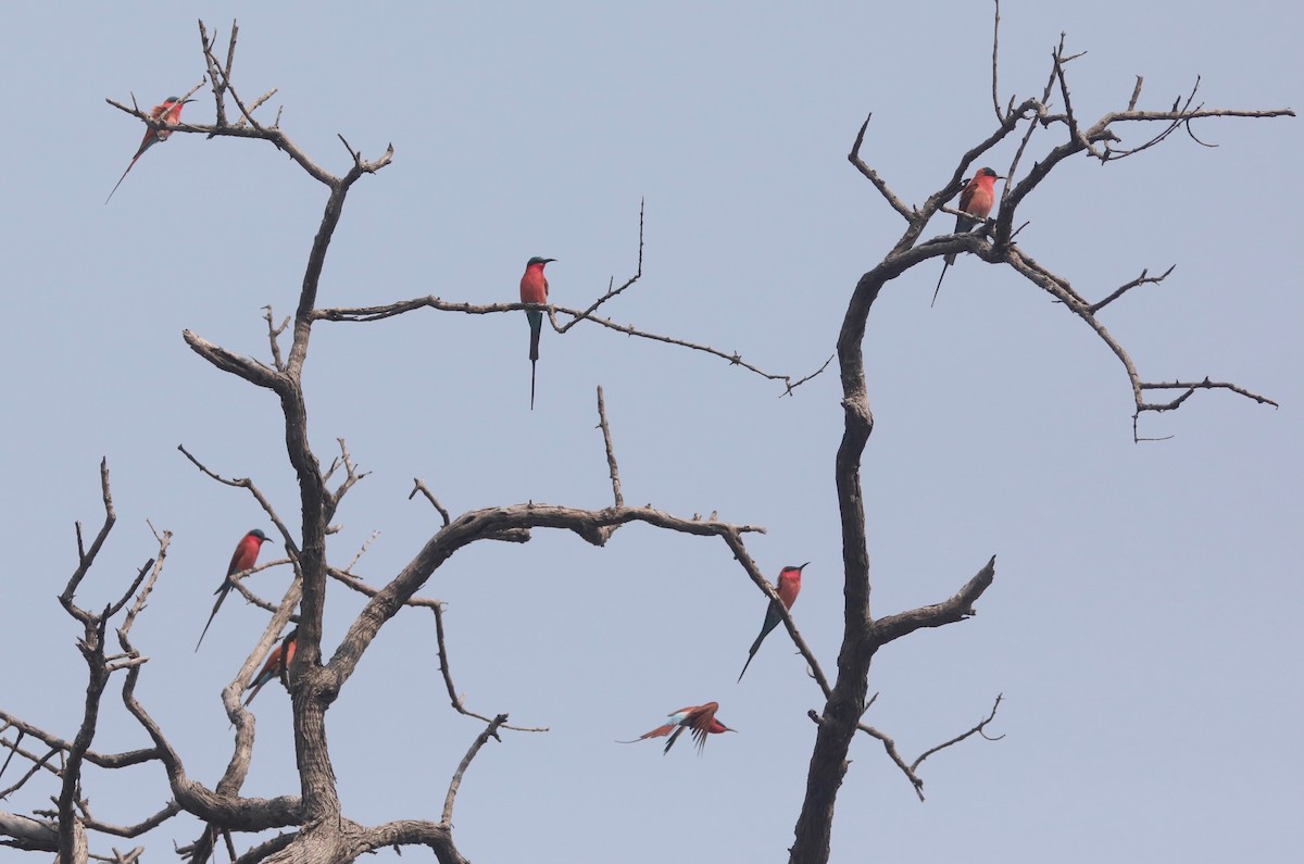 Southern Carmine Bee-eater - ML642391299