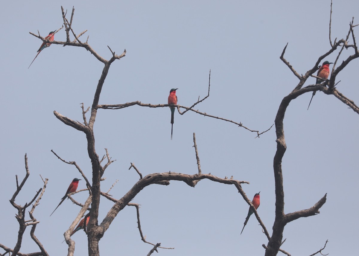Southern Carmine Bee-eater - ML642391300