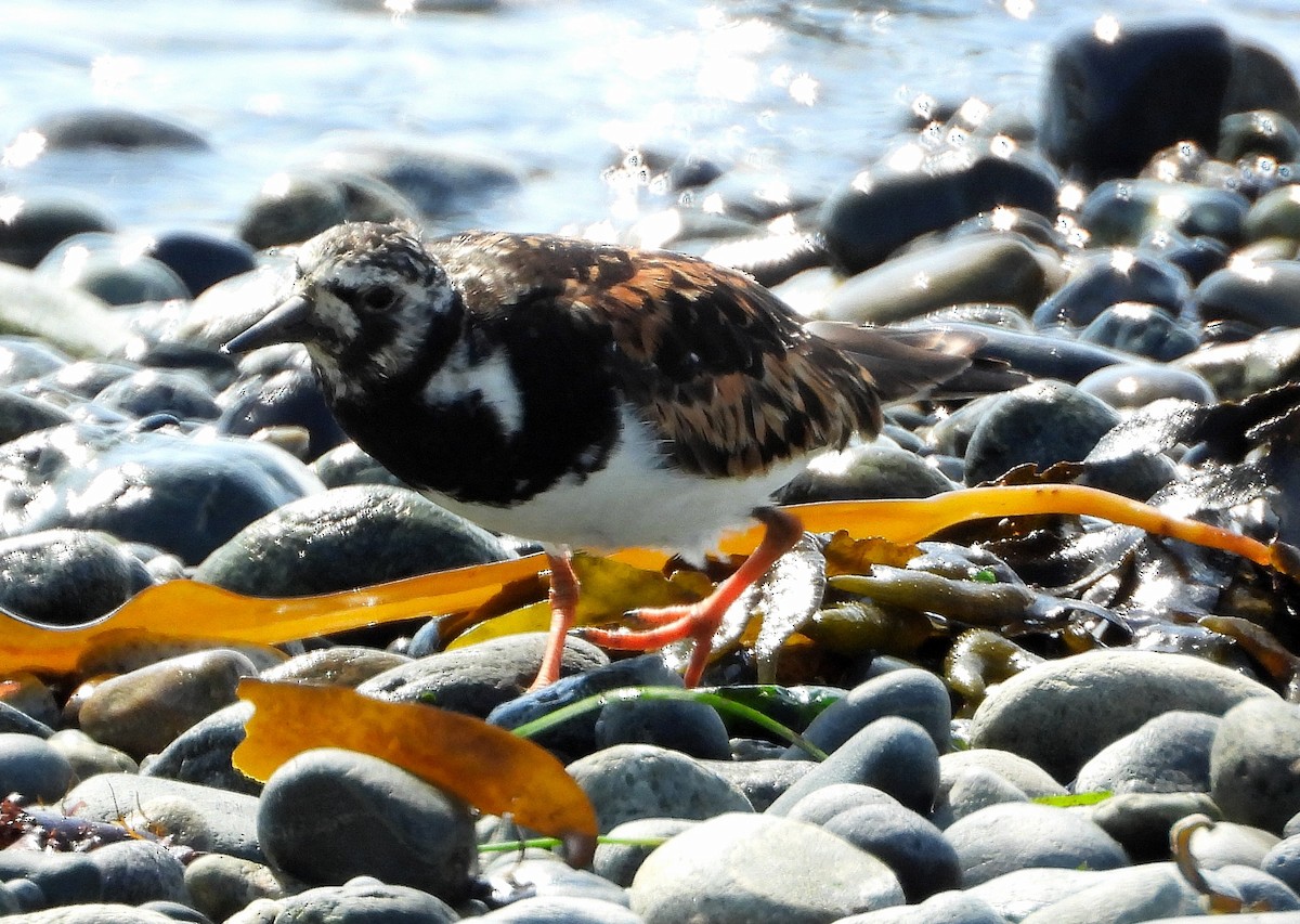 Ruddy Turnstone - ML642391305