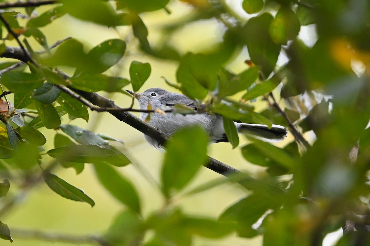 Blue-gray Gnatcatcher (Eastern) - ML642391307