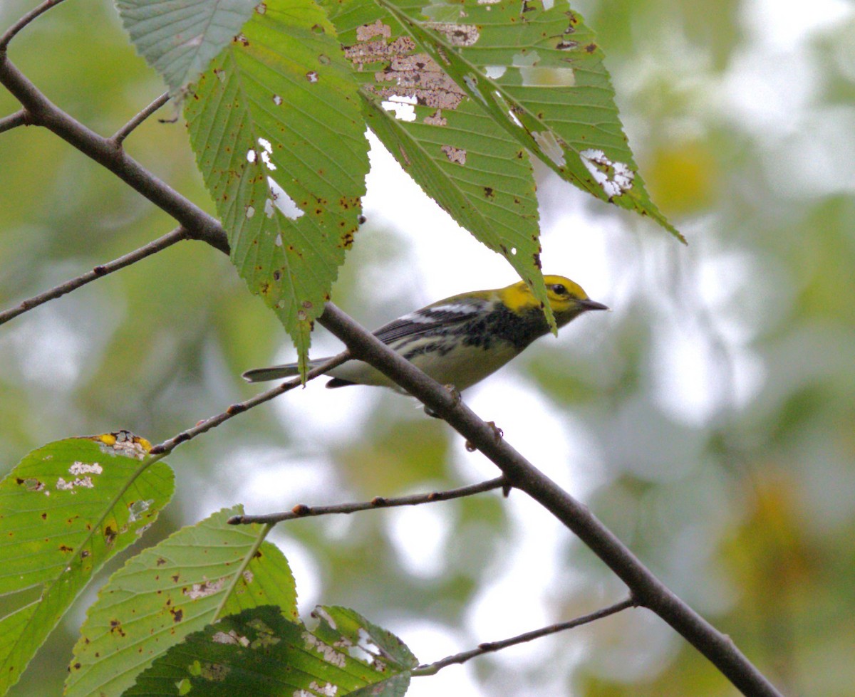 Black-throated Green Warbler - ML642391308