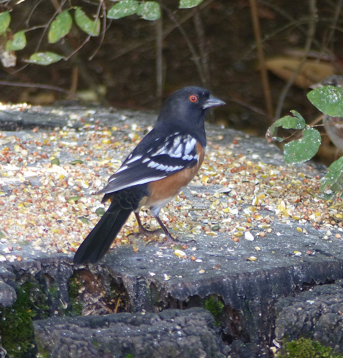 Spotted Towhee - ML642391309