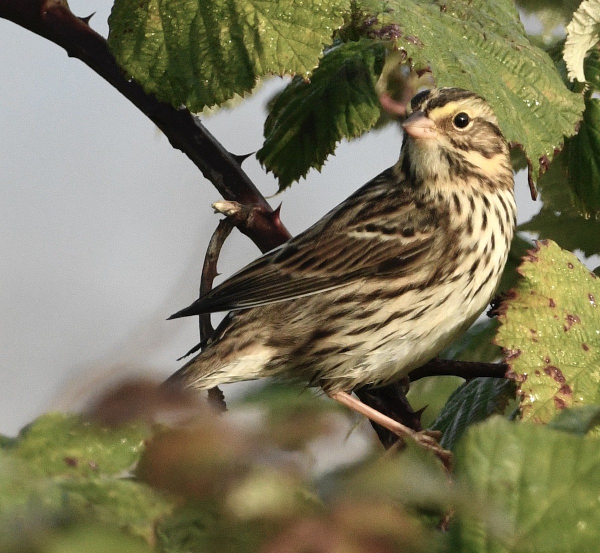 Savannah Sparrow - ML642391313