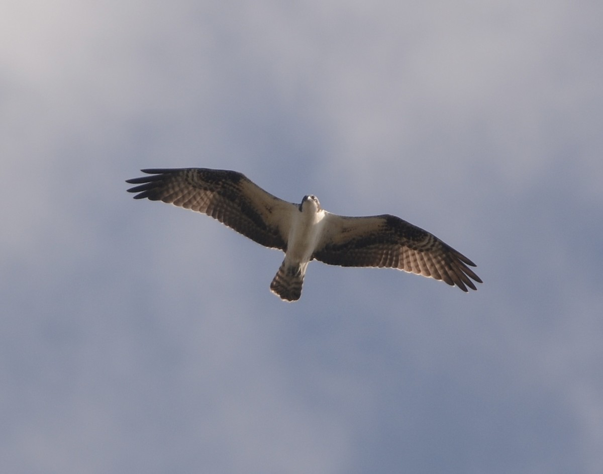 Osprey - ML642391315