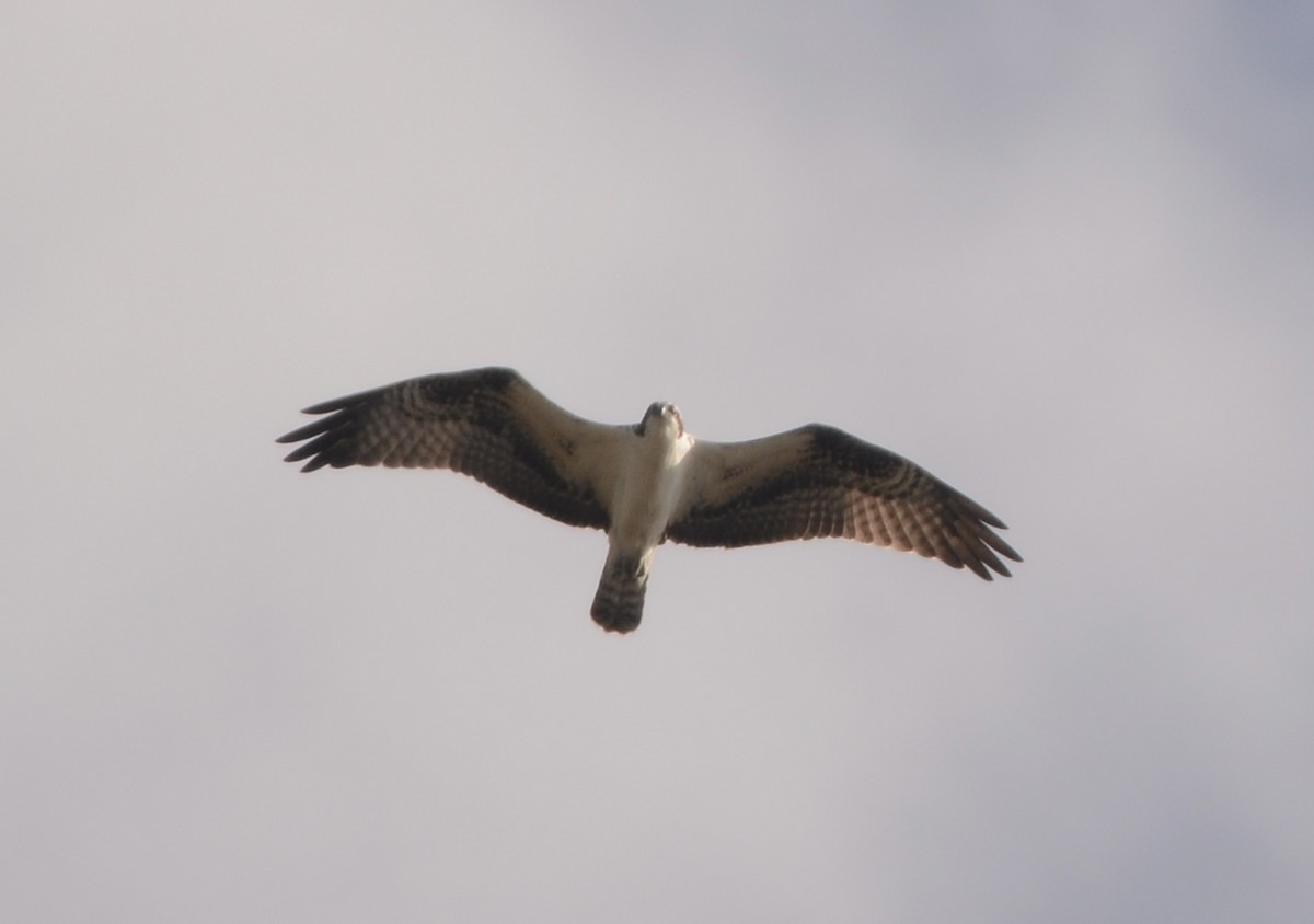 Osprey - ML642391316