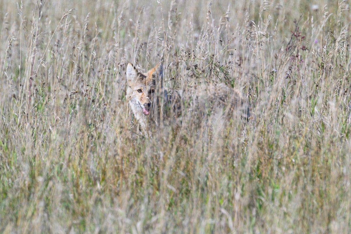 Coyote - ML642391317