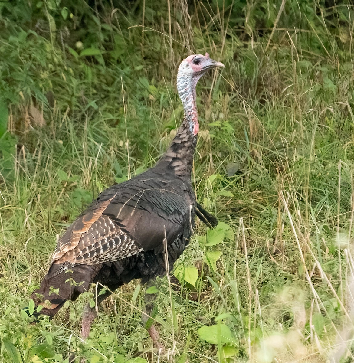 Wild Turkey - ML642391318