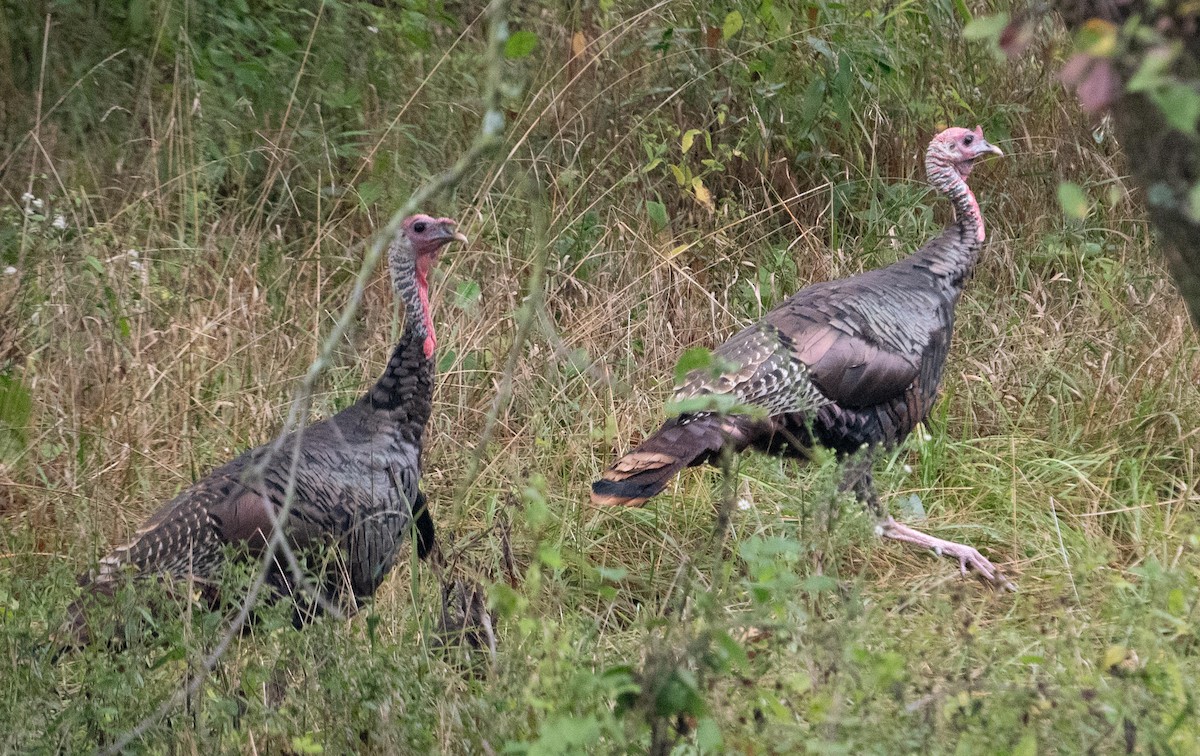 Wild Turkey - ML642391319