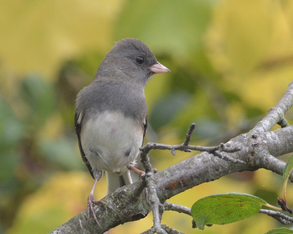 Dark-eyed Junco - ML642391321
