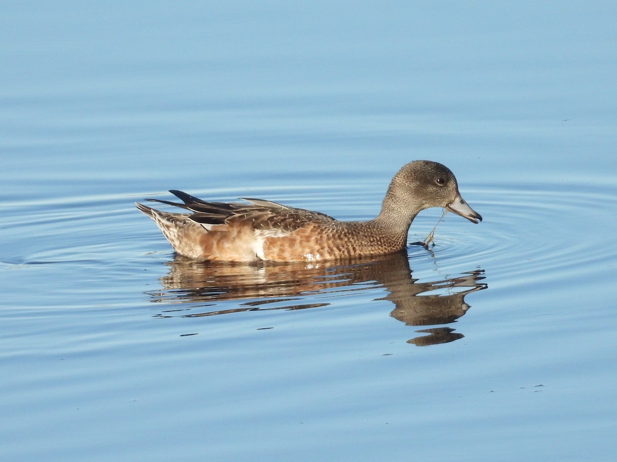 American Wigeon - ML642391345