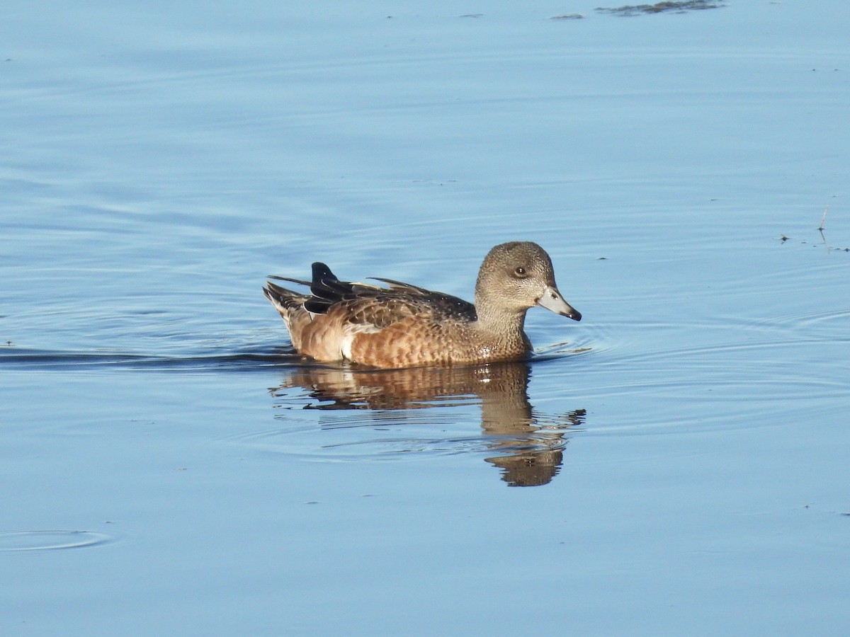 American Wigeon - ML642391347
