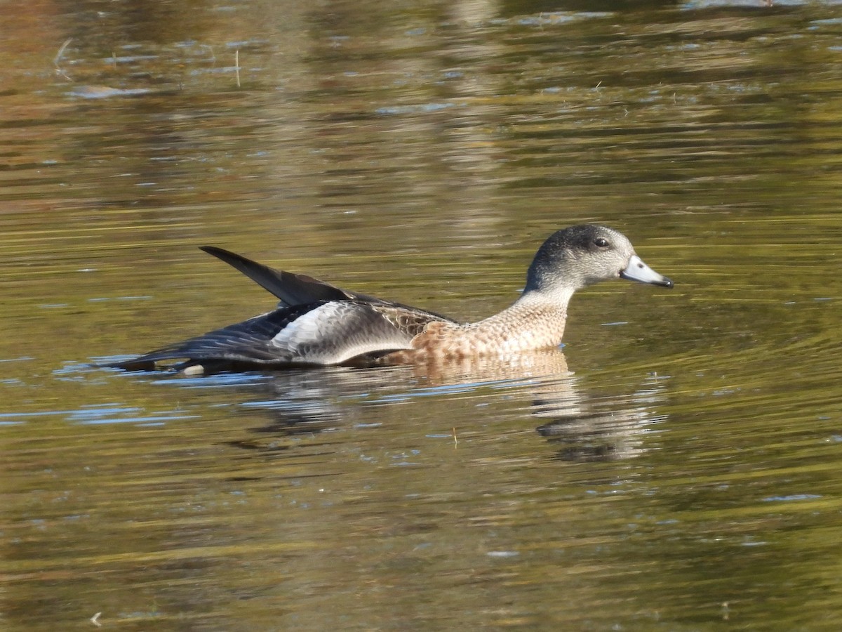 American Wigeon - ML642391348
