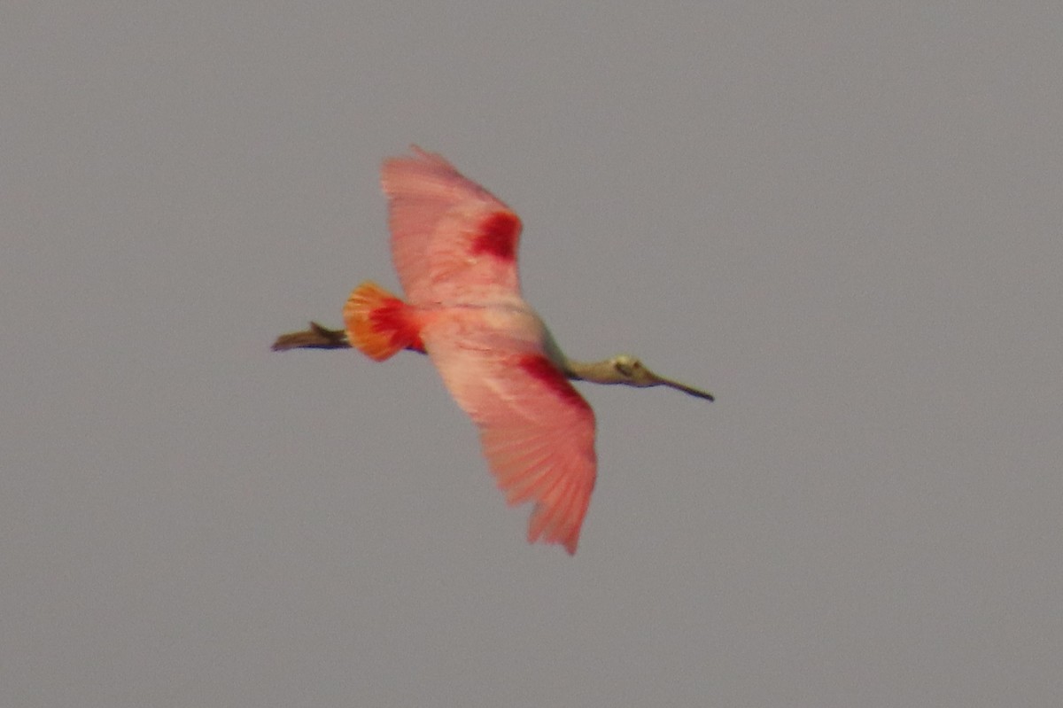 Roseate Spoonbill - ML642391370