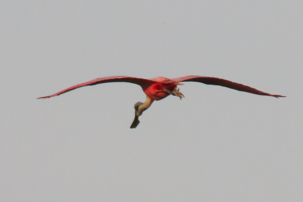 Roseate Spoonbill - ML642391371